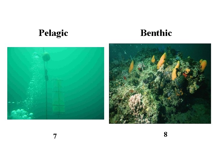 Pelagic 7 Benthic 8 