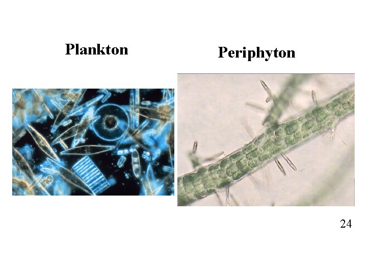 Plankton Periphyton 24 
