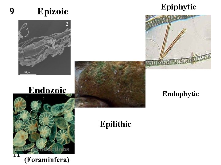 9 Epiphytic Epizoic Endophytic Epilithic 11 (Foraminfera) 
