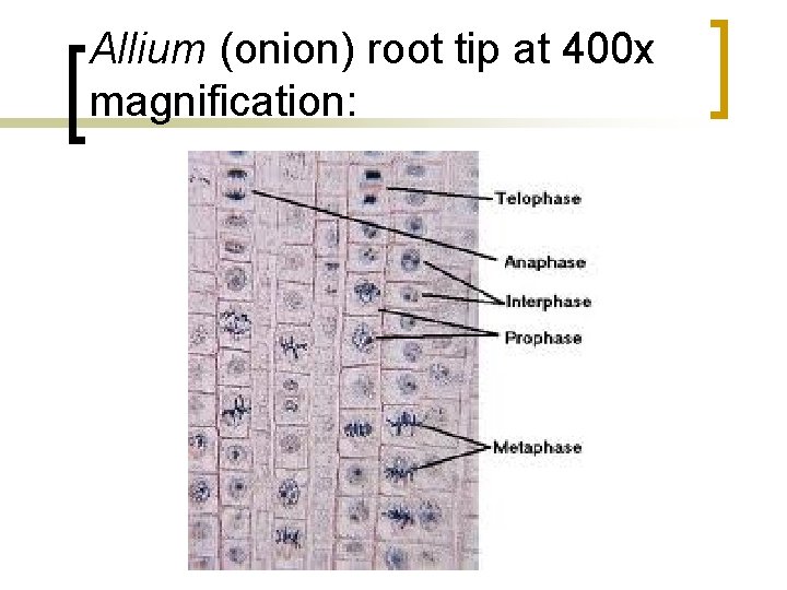 Allium (onion) root tip at 400 x magnification: 