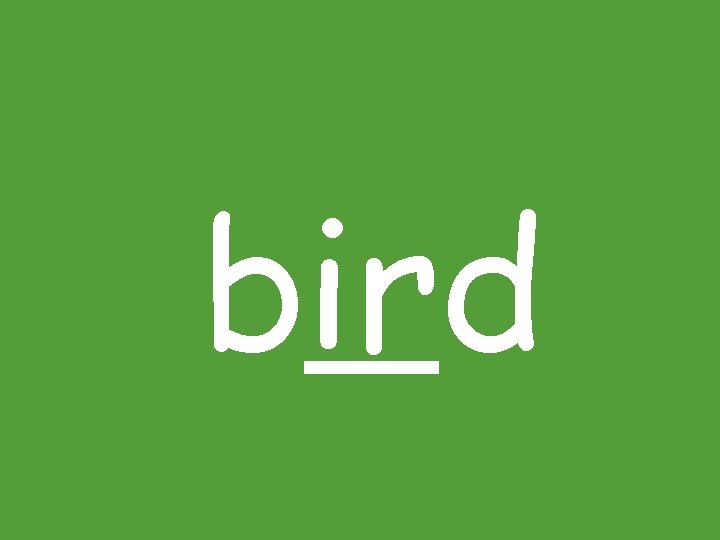 bird 