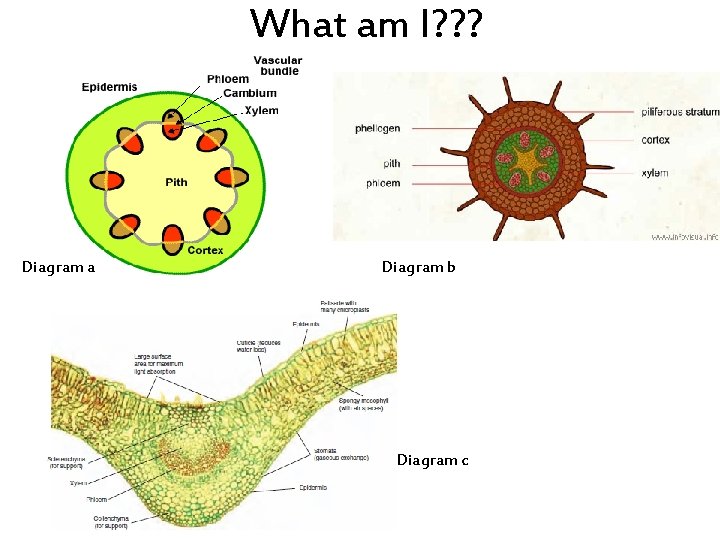 What am I? ? ? Diagram a Diagram b Diagram c 