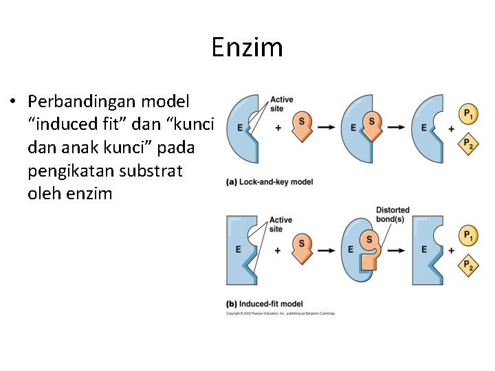 Enzim • Perbandingan model “induced fit” dan “kunci dan anak kunci” pada pengikatan substrat