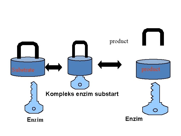 product Substrate Kompleks enzim substart Enzim 