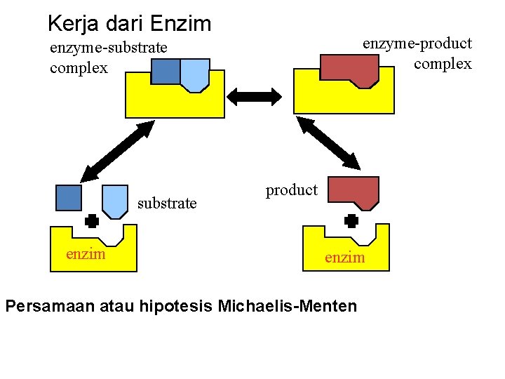 Kerja dari Enzim enzyme-product complex enzyme-substrate complex substrate enzim product enzim Persamaan atau hipotesis