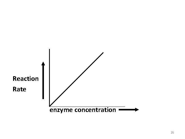 Reaction Rate enzyme concentration 25 