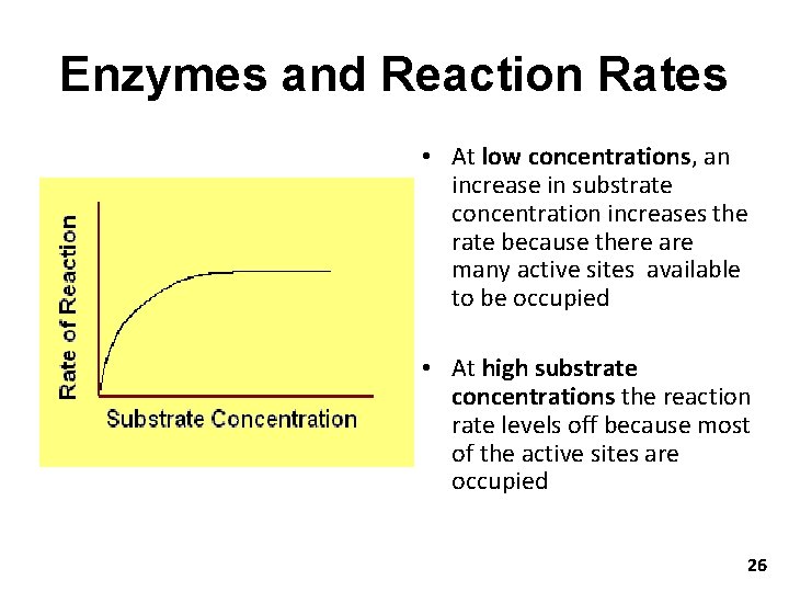 Enzymes and Reaction Rates • At low concentrations, an increase in substrate concentration increases