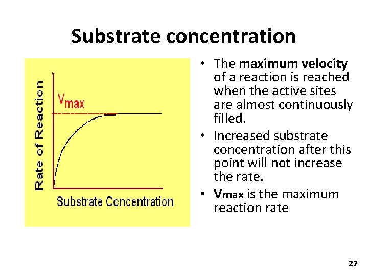 Substrate concentration • The maximum velocity of a reaction is reached when the active