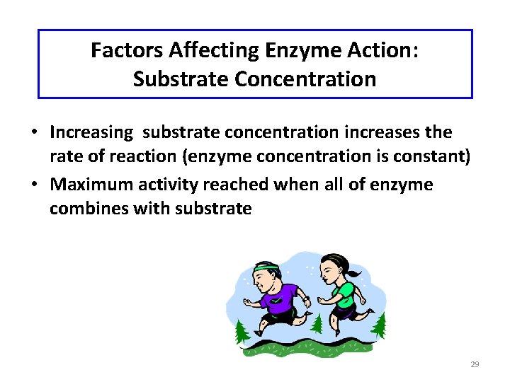 Factors Affecting Enzyme Action: Substrate Concentration • Increasing substrate concentration increases the rate of