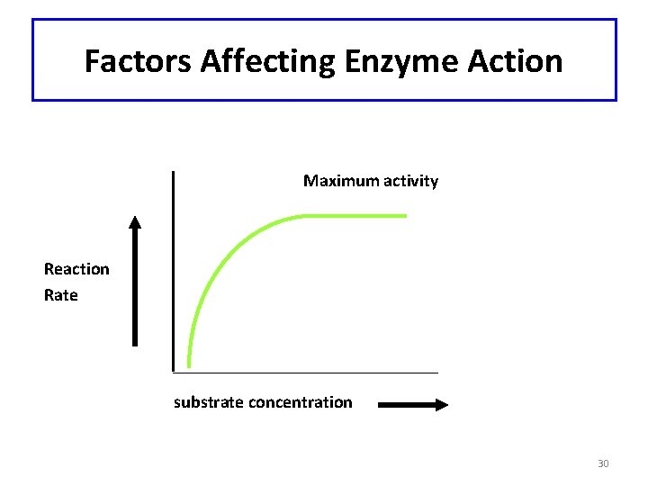 Factors Affecting Enzyme Action Maximum activity Reaction Rate substrate concentration 30 