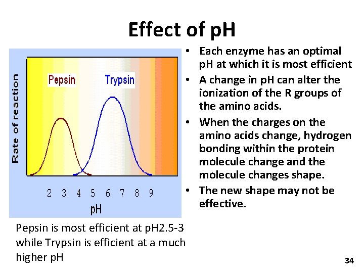 Effect of p. H • Each enzyme has an optimal p. H at which