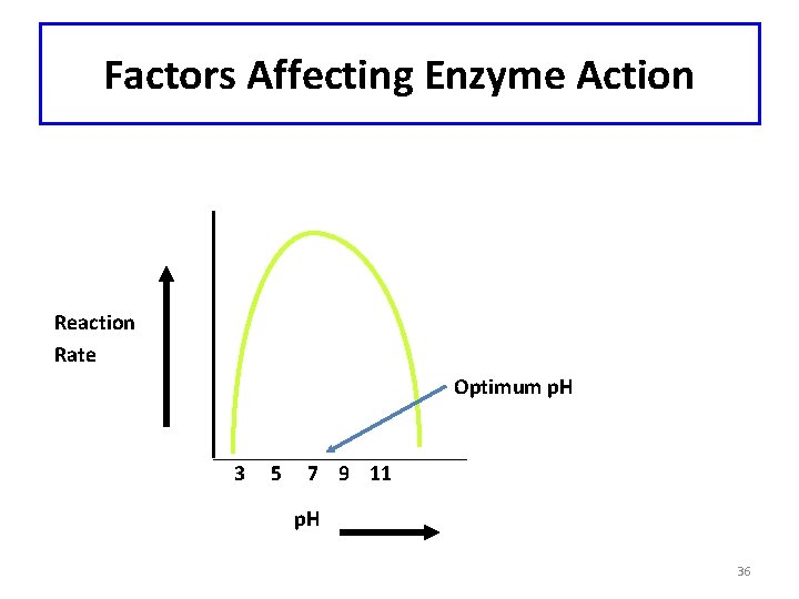 Factors Affecting Enzyme Action Reaction Rate Optimum p. H 3 5 7 9 11