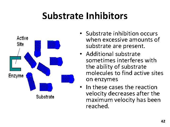 Substrate Inhibitors • Substrate inhibition occurs when excessive amounts of substrate are present. •