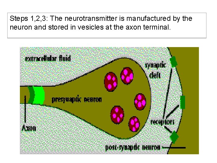 Steps 1, 2, 3: The neurotransmitter is manufactured by the neuron and stored in