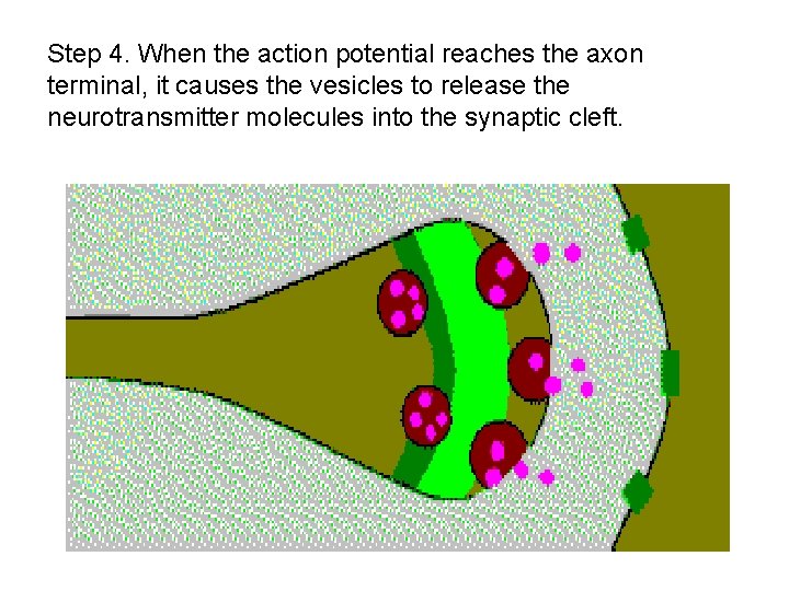 Step 4. When the action potential reaches the axon terminal, it causes the vesicles
