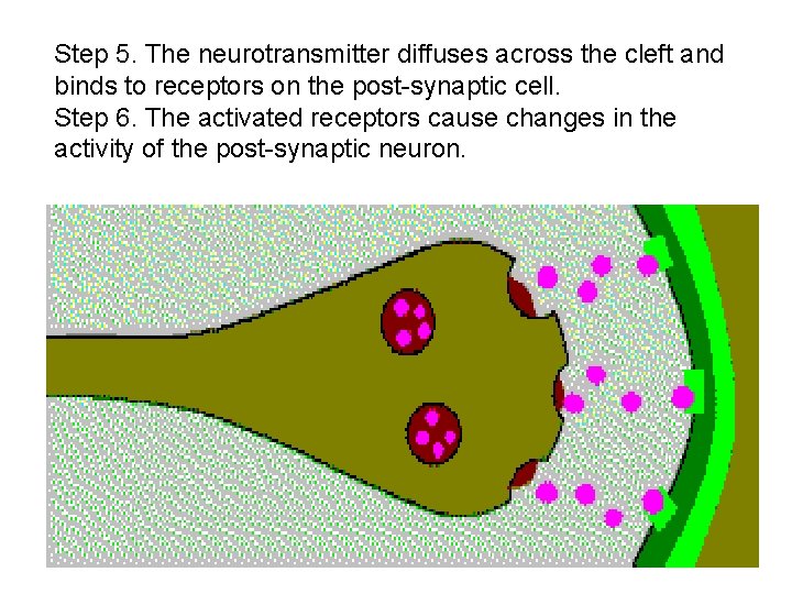 Step 5. The neurotransmitter diffuses across the cleft and binds to receptors on the