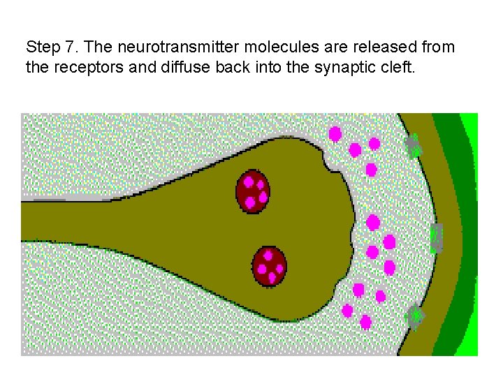 Step 7. The neurotransmitter molecules are released from the receptors and diffuse back into