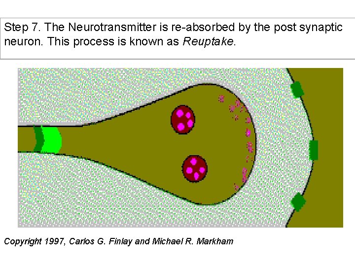 Step 7. The Neurotransmitter is re-absorbed by the post synaptic neuron. This process is