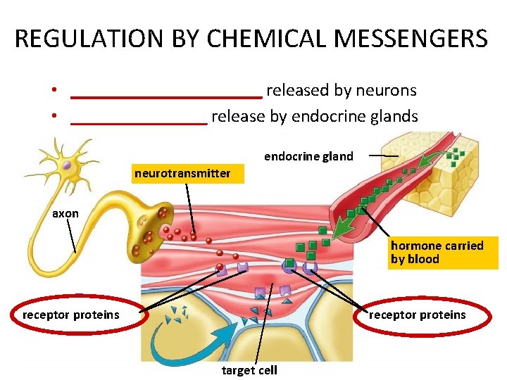 REGULATION BY CHEMICAL MESSENGERS • ___________ released by neurons • ________ release by endocrine