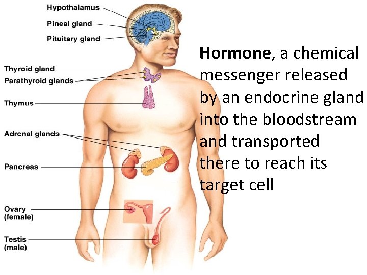 Hormone, a chemical messenger released by an endocrine gland into the bloodstream and transported