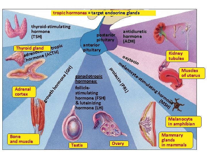tropic hormones = target endocrine glands Hypothalamus thyroid-stimulating hormone (TSH) c Thyroid glandrticotropi oco
