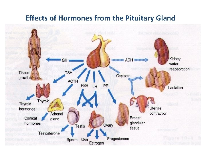 Effects of Hormones from the Pituitary Gland 
