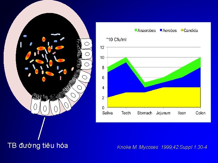 TB đường tiêu hóa Knoke M. Mycoses 1999; 42: Suppl 1: 30 -4 