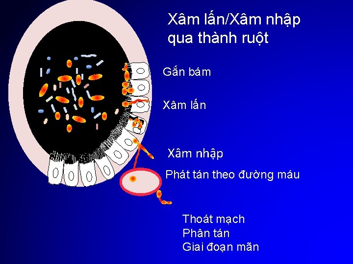 Xâm lấn/Xâm nhập qua thành ruột Gắn bám Xâm lấn Xâm nhập Phát tán