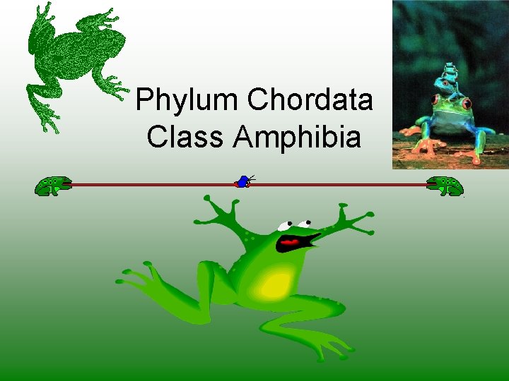 Phylum Chordata Class Amphibia 