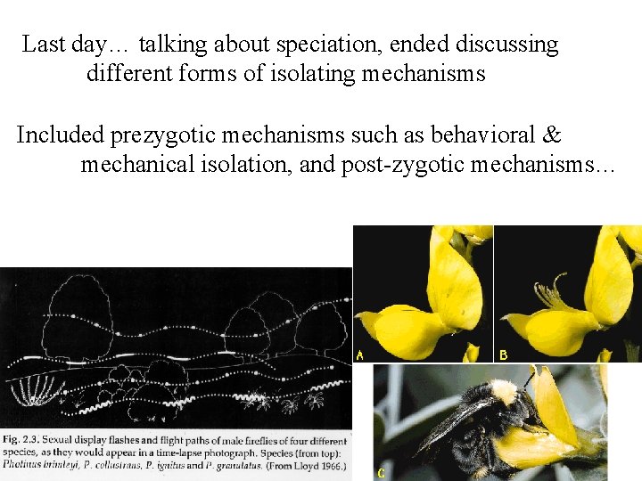 Last day… talking about speciation, ended discussing different forms of isolating mechanisms Included prezygotic