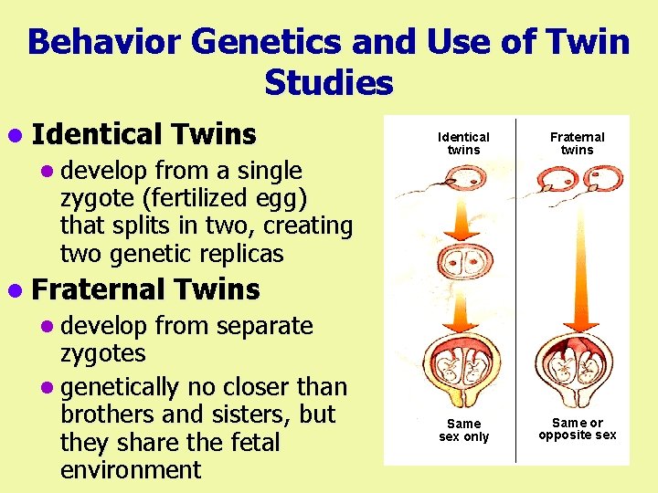Behavior Genetics and Use of Twin Studies l Identical Twins l develop from a