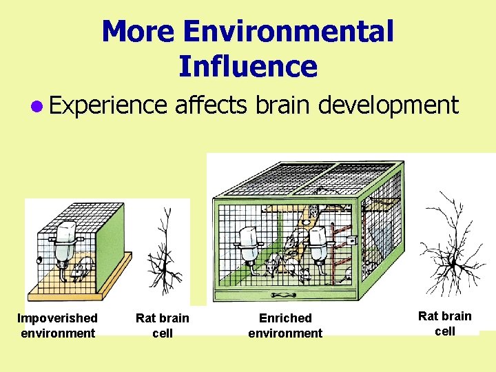 More Environmental Influence l Experience affects brain development Impoverished environment Rat brain cell Enriched