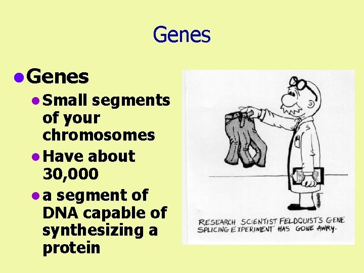 Genes l Small segments of your chromosomes l Have about 30, 000 l a