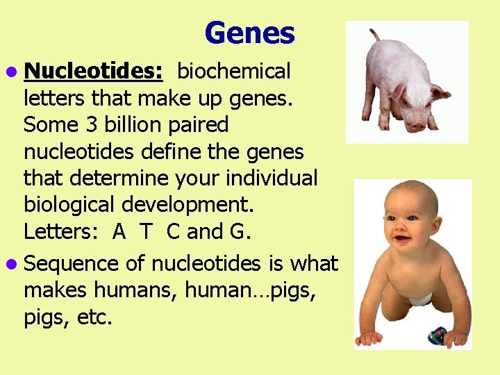 Genes l Nucleotides: biochemical letters that make up genes. Some 3 billion paired nucleotides