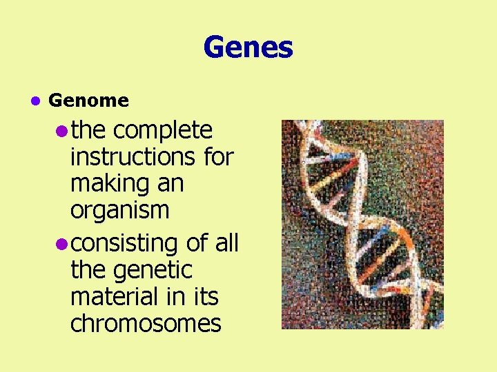 Genes l Genome lthe complete instructions for making an organism lconsisting of all the
