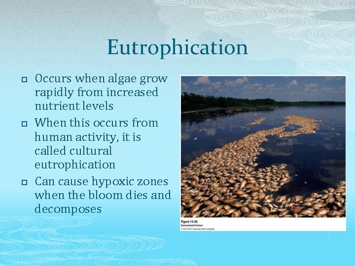 Eutrophication p p p Occurs when algae grow rapidly from increased nutrient levels When