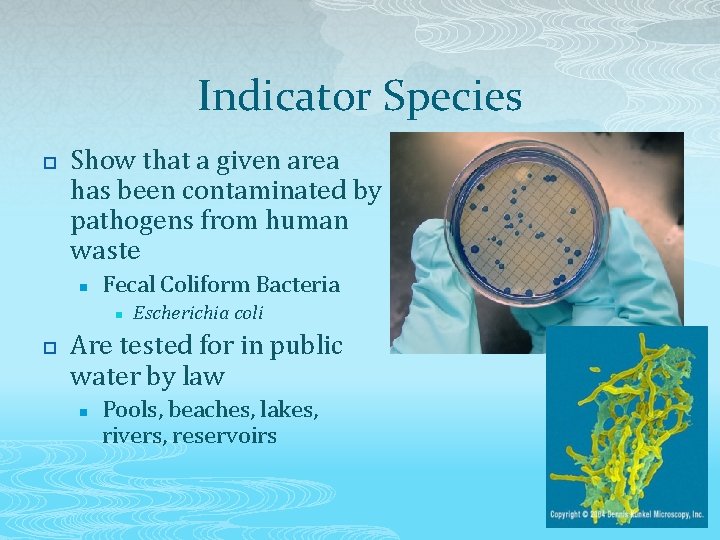 Indicator Species p Show that a given area has been contaminated by pathogens from