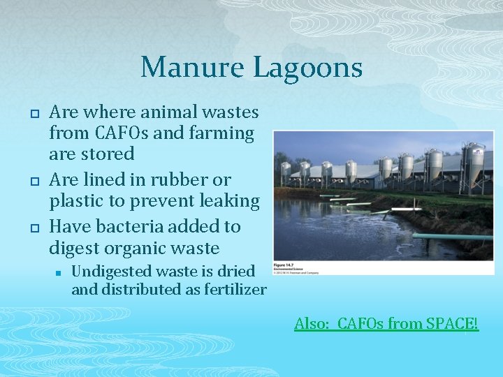 Manure Lagoons p p p Are where animal wastes from CAFOs and farming are