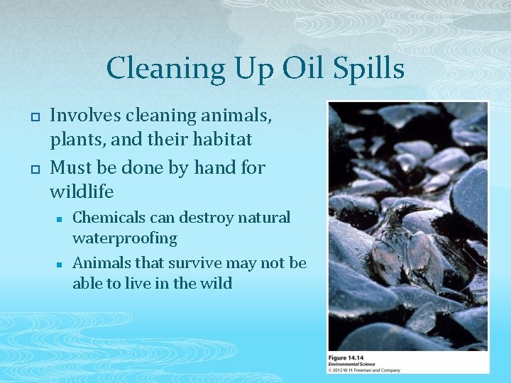 Cleaning Up Oil Spills p p Involves cleaning animals, plants, and their habitat Must