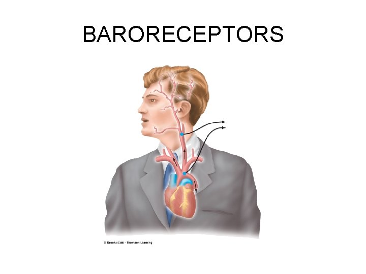 BARORECEPTORS 