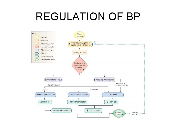 REGULATION OF BP 