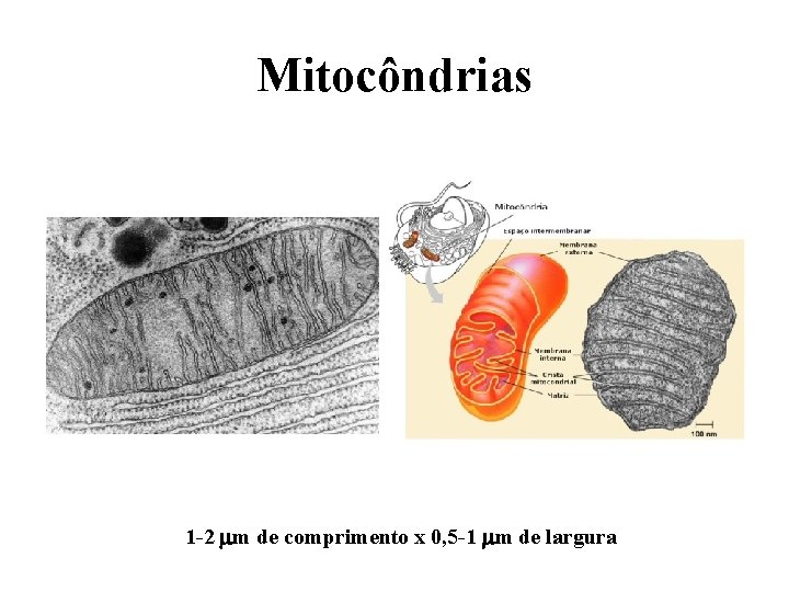 Mitocôndrias 1 -2 mm de comprimento x 0, 5 -1 mm de largura Mitocôndrias 1 -2 mm de comprimento x 0, 5 -1 mm de largura