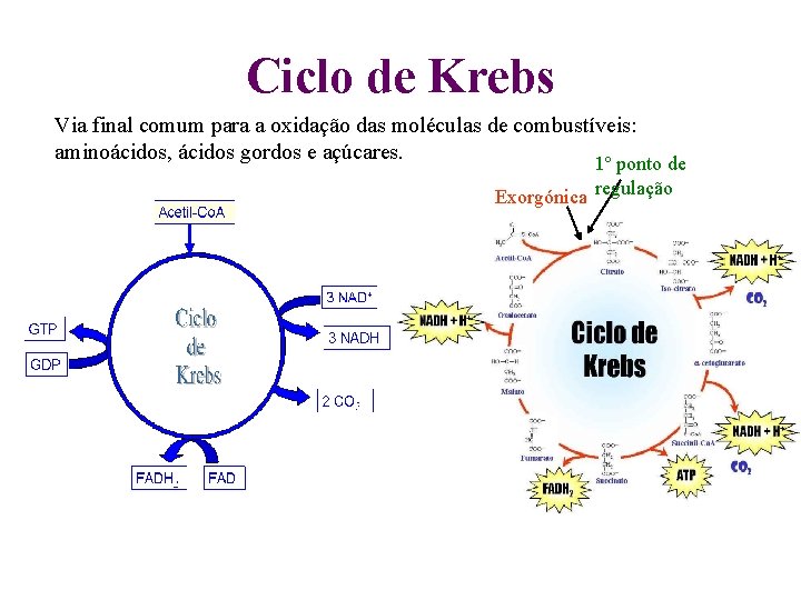 Ciclo de Krebs Via final comum para a oxidação das moléculas de combustíveis: aminoácidos, Ciclo de Krebs Via final comum para a oxidação das moléculas de combustíveis: aminoácidos,