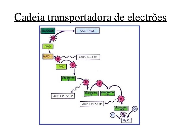 Cadeia transportadora de electrões Cadeia transportadora de electrões