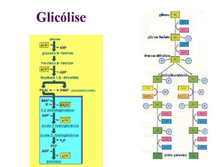 Glicólise Glicólise