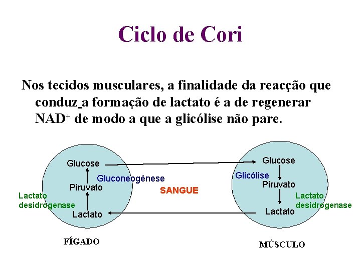 Ciclo de Cori Nos tecidos musculares, a finalidade da reacção que conduz a formação Ciclo de Cori Nos tecidos musculares, a finalidade da reacção que conduz a formação