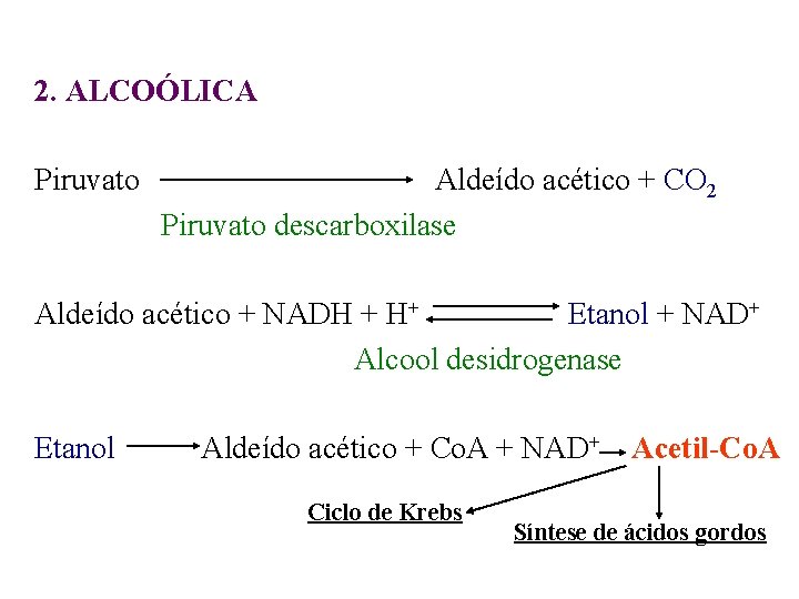 2. ALCOÓLICA Piruvato Aldeído acético + CO 2 Piruvato descarboxilase Aldeído acético + NADH 2. ALCOÓLICA Piruvato Aldeído acético + CO 2 Piruvato descarboxilase Aldeído acético + NADH