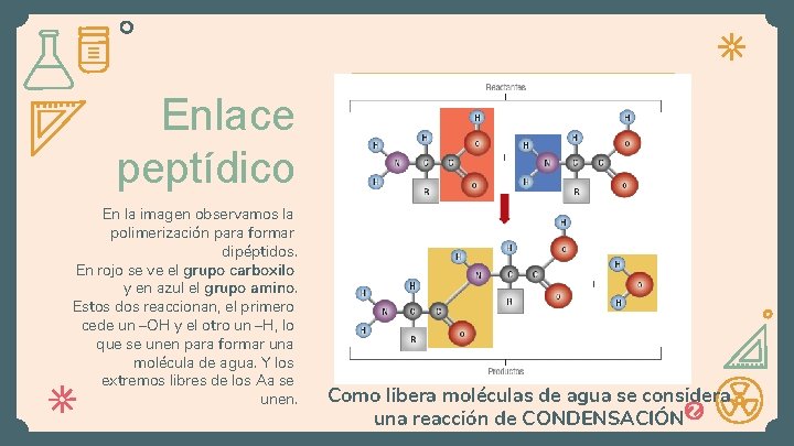 Enlace peptídico En la imagen observamos la polimerización para formar dipéptidos. En rojo se
