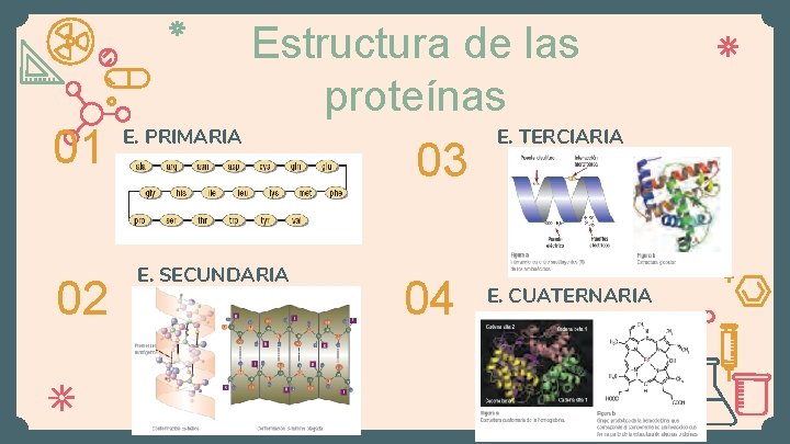 01 02 Estructura de las proteínas E. PRIMARIA E. SECUNDARIA 03 04 E. TERCIARIA