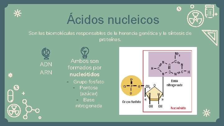 Ácidos nucleicos Son las biomoléculas responsables de la herencia genética y la síntesis de